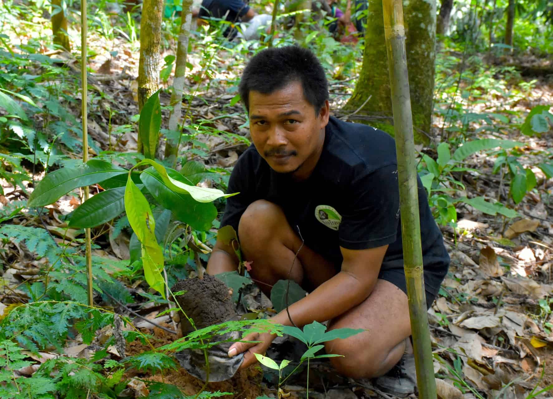 Buffer Zone Trek & Trees Tour - Sumatra EcoTravel