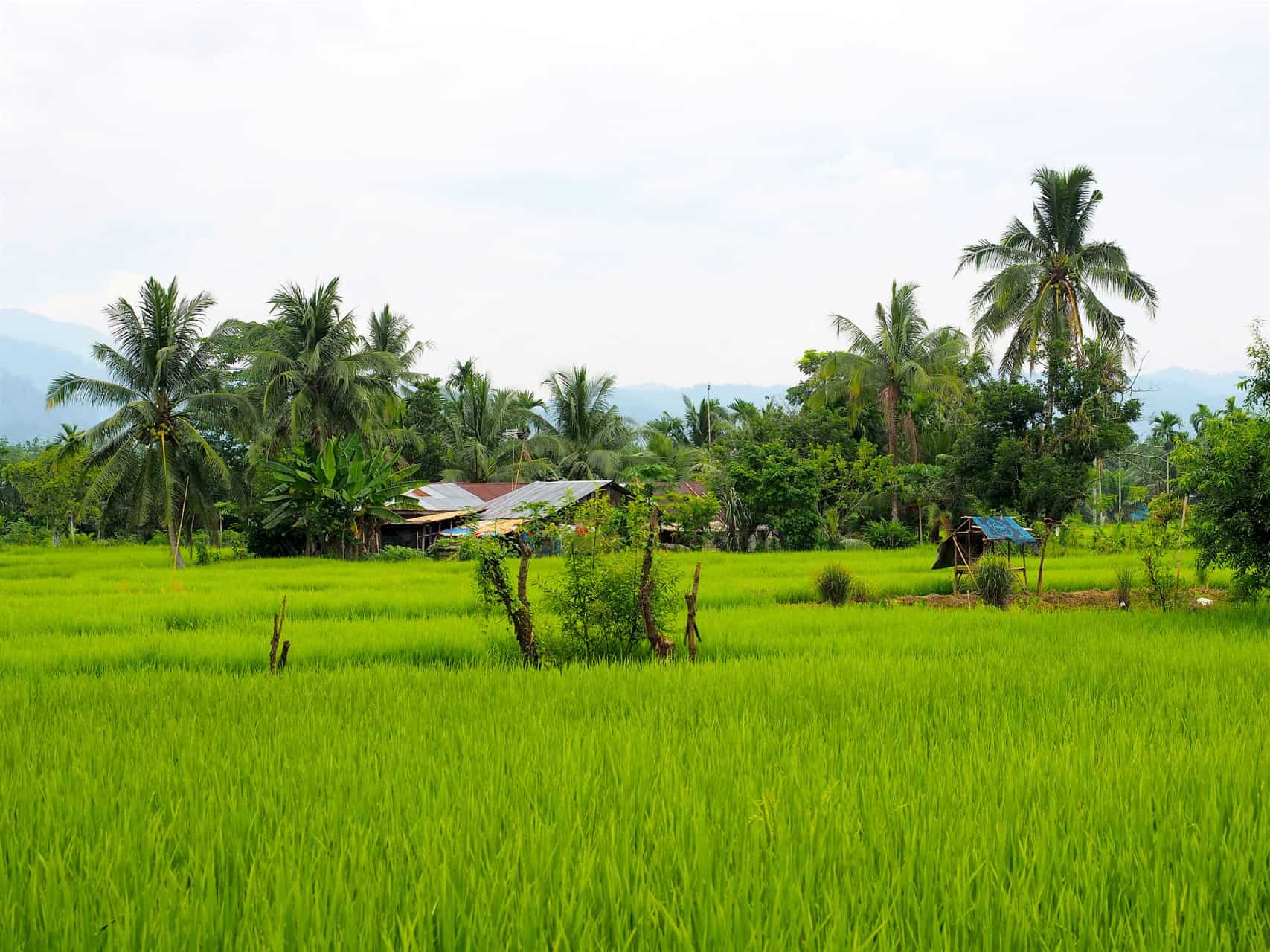 Sumatra Homestay - Bukit Lawang - Local Life - Sumatra EcoTravel