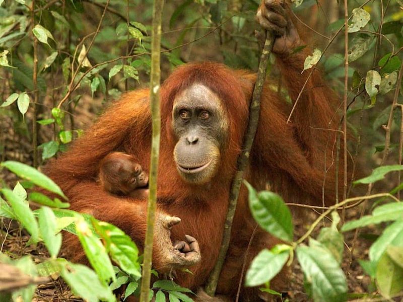 Sumatran Orangutans - Sumatran Orangutan Treks by Sumatra EcoTravel