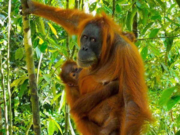 Sumatran Orangutans - Sumatran Orangutan Treks by Sumatra EcoTravel