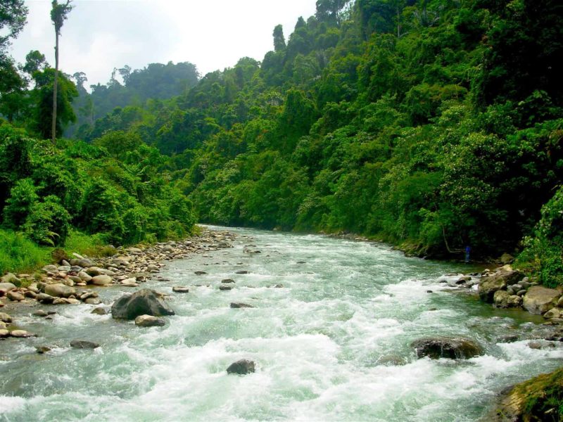 Jungle Explorer - 3-Day Trek - Sumatra Trekking - Sumatra EcoTravel