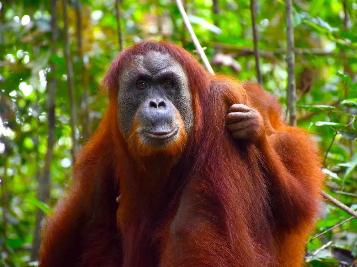 Sumatran Orangutans - Sumatran Orangutan Treks by Sumatra EcoTravel