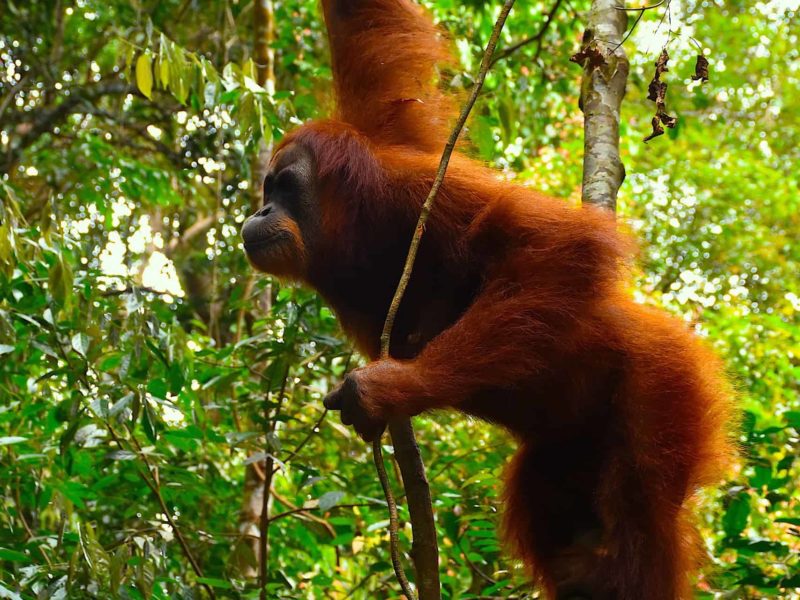 Orangutans & Elephants - Bukit Lawang Tangkahan - Sumatra EcoTravel