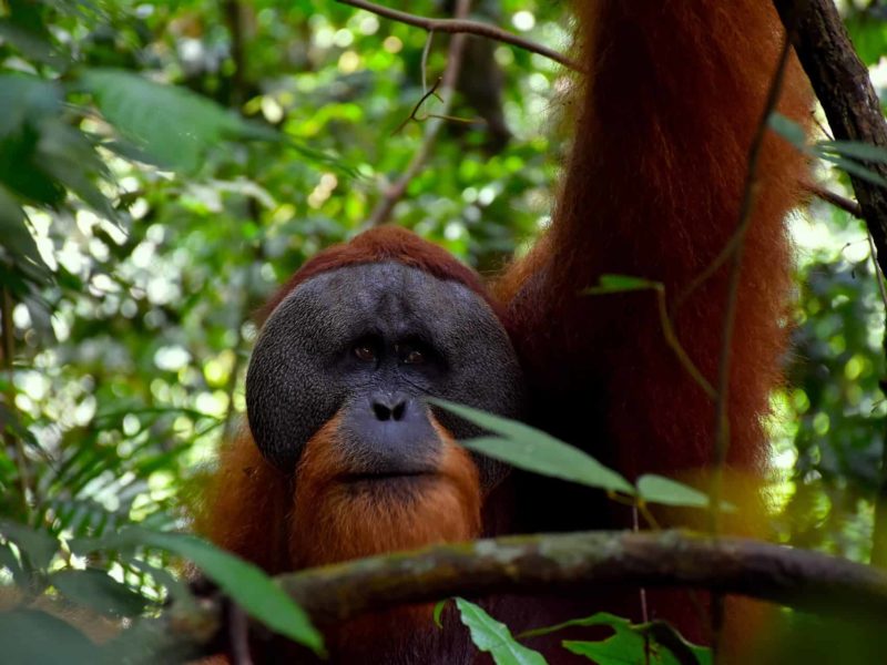 1 Day Trek - Bukit Lawang - Sumatra Trekking - Sumatra EcoTravel