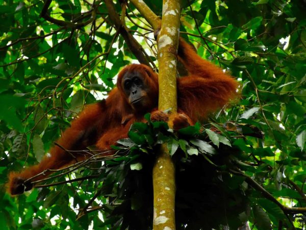 Sumatran Orangutans - Sumatran Orangutan Treks by Sumatra EcoTravel