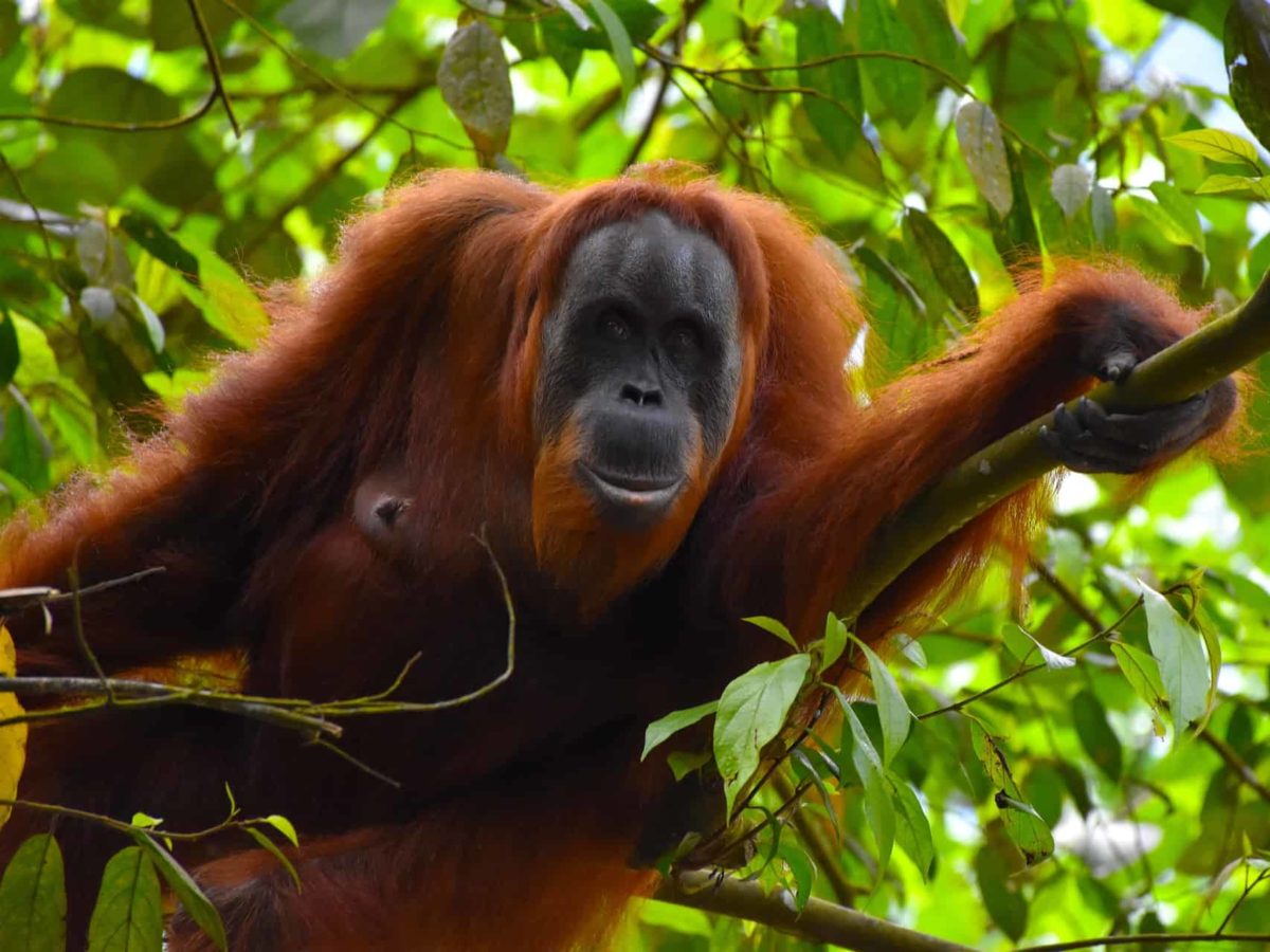 Jungle Adventure For Actives - 3-day trek & bike tour - Sumatra EcoTravel