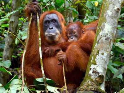 Sumatran Orangutans - Sumatran Orangutan Treks by Sumatra EcoTravel